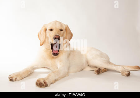 Grande giallo labrador cane giacente in studio su sfondo bianco Foto Stock