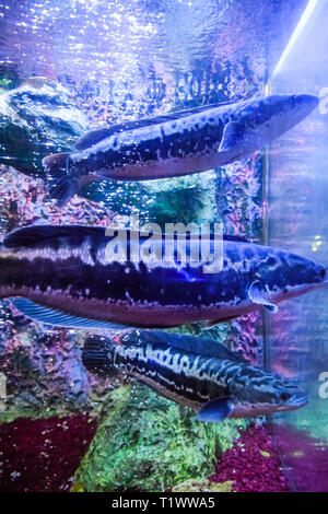 Pesci di acquario dell'acquario, Foto Stock