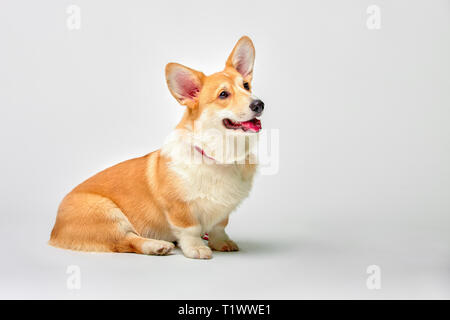 Funny corgi pembroke in studio davanti a uno sfondo bianco Foto Stock