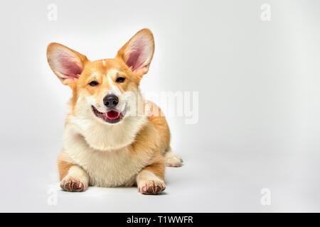 Funny corgi pembroke in studio davanti a uno sfondo bianco Foto Stock