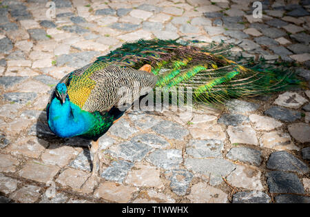 Peacock entro i motivi di Saint George Castle, Lisbona, Portogallo Foto Stock