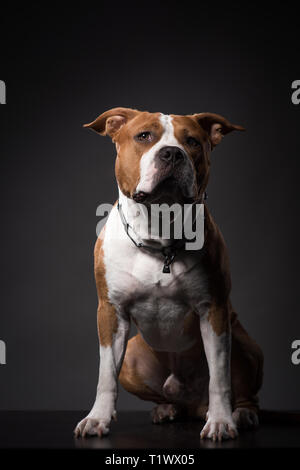 Young American Staffordshire terrier cane, ritratto. Studio Shot Foto Stock