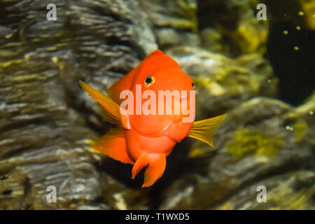 Pesci di acquario dell'acquario, Scaridae Foto Stock