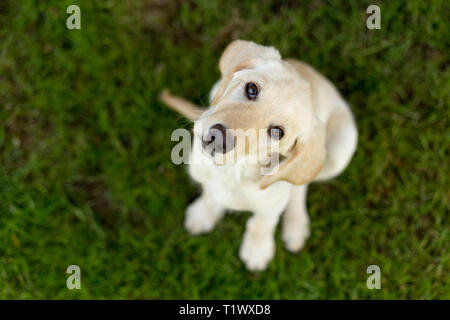 Giovani labrador retriever cucciolo fuori in erba verde cercando e testa tiltante Foto Stock