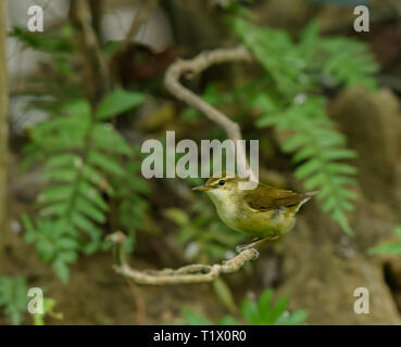 Trillo ,Thattekad Bird Sanctuary, noto anche come Salim Ali il santuario degli uccelli, si trova nel distretto di Ernakulam del Kerala, India. Foto Stock