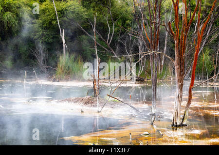 Colorato gli alberi morti in ebollizione vulcanica lago di Rotorua parc in Nuova Zelanda Foto Stock