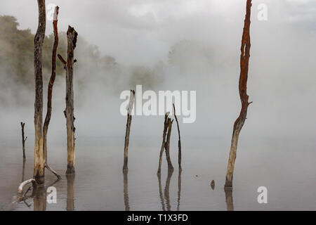 Albero morto rami sporgenti di bollente nel lago Rotorua Nuova Zelanda Foto Stock