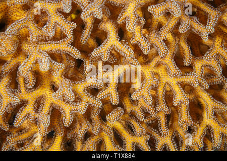Staghorn coral Acropora cervicornis Corallo di Staghorn