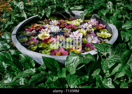 Presentazione floreali display. L'elleboro fiori in vaso di acqua, Foto Stock