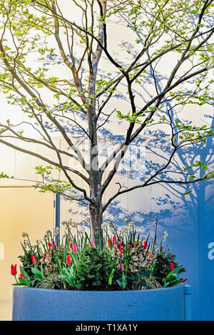 Piantatrice con lampadine a molla, fiori, Foto Stock