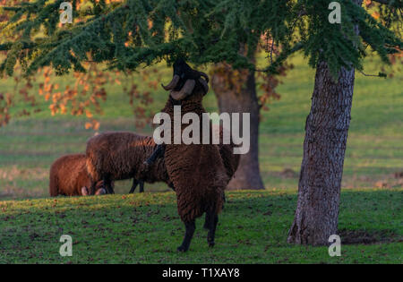 Nero, cornuto Ram delle Ebridi in piedi sulle zampe posteriori mangiare fuori del fogliame di un albero. Foto Stock