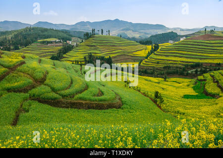 Verde e giallo campi terrazzati del fiore fiori di colza in Yunnan Foto Stock