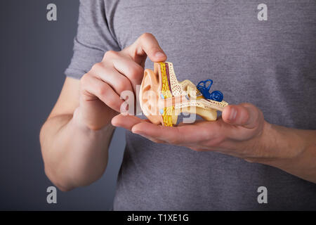 Uomo con il modello dell'orecchio interno umano nelle mani. Modello di orecchio. Un modello dell'orecchio per la scienza elementare classi. Foto Stock