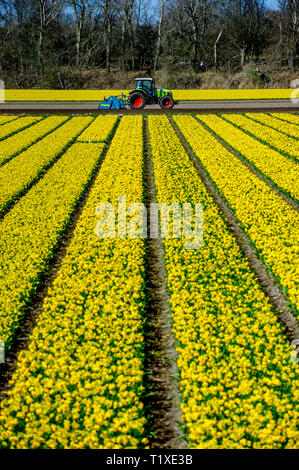 LISSE Flowerfiels in LIsse during the spring  copyrught robin utrecht Foto Stock