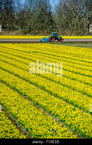 LISSE Flowerfiels in LIsse during the spring  copyrught robin utrecht Foto Stock