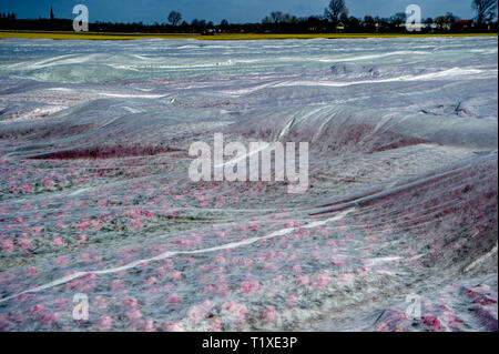 LISSE Flowerfiels in LIsse during the spring  copyrught robin utrecht Foto Stock