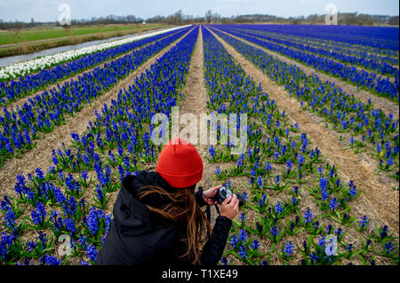 LISSE Flowerfiels in LIsse during the spring  copyrught robin utrecht Foto Stock