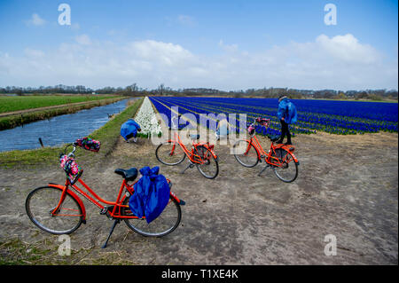 LISSE Flowerfiels in LIsse during the spring  copyrught robin utrecht Foto Stock