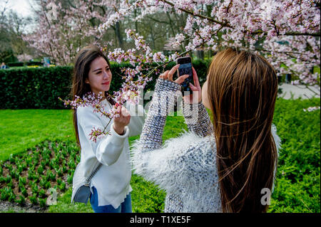 LISSE Flowerfiels in LIsse during the spring  copyrught robin utrecht Foto Stock