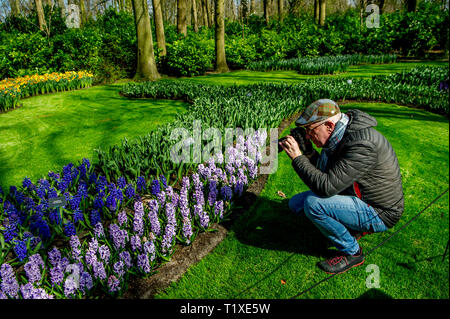 LISSE Flowerfiels in LIsse during the spring  copyrught robin utrecht Foto Stock