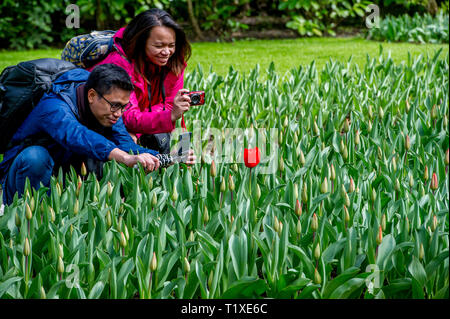 LISSE Flowerfiels in LIsse during the spring  copyrught robin utrecht Foto Stock