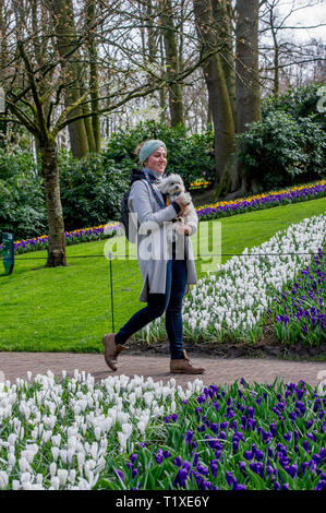 LISSE Flowerfiels in LIsse during the spring  copyrught robin utrecht Foto Stock