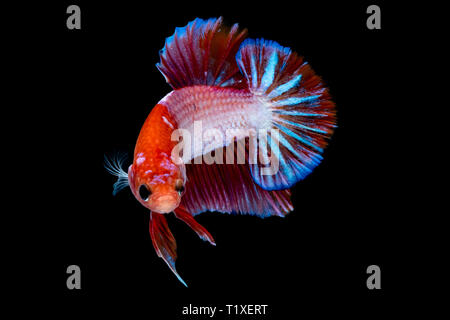 Betta lotta di pesce in acquario Foto Stock