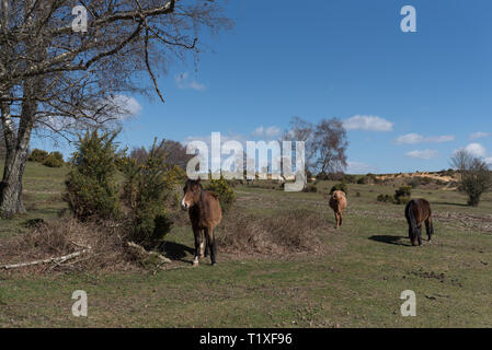 Nuova foresta scena con pony e cavalli Foto Stock