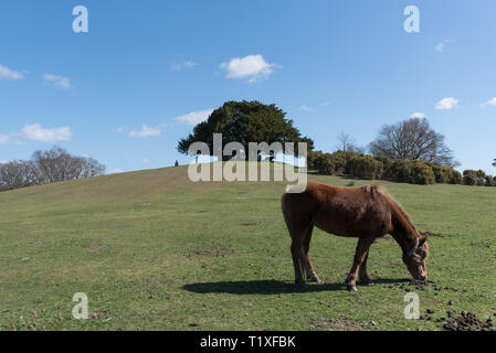 Nuova foresta scena con pony e cavalli Foto Stock