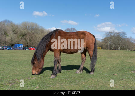 Nuova foresta scena con pony e cavalli Foto Stock