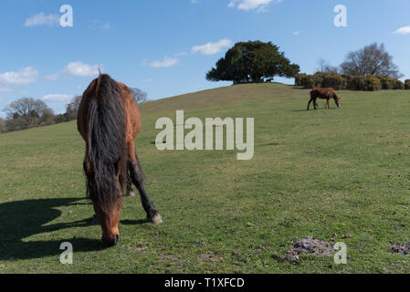 Nuova foresta scena con pony e cavalli Foto Stock