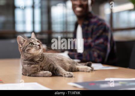 Soffice gatto grigio posa sul tavolo per computer Foto Stock