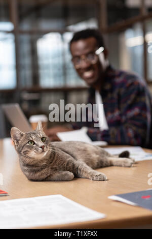 Gatto grigio avente un appoggio sul tavolo Foto Stock