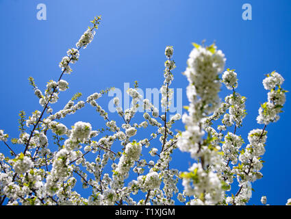 Un bombo che pollinates fiori su un albero ciliegio che ha fiorito. Un calabrone (o Bumble Bee, bumble-bee o umile-bee) è una delle oltre 250 specie in genere Bombus, parte di Apidae, una delle famiglie di api. Foto Stock