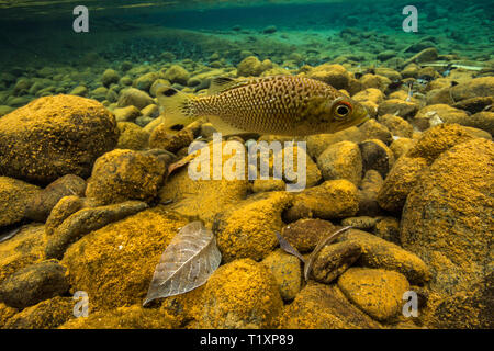 Rock flagtail (Kuhlia rupestris) in un cristallo limpido fiume sulla costa dimenticati, Laguna Sud Sito Patrimonio Mondiale dell'Unesco, Nuova Caledonia. Foto Stock