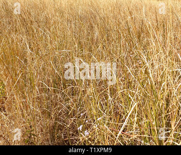 Telaio completo vista di golden di erba o di grano in un campo Foto Stock