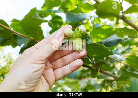 Mano umana azienda nocciole verde sul ramo. Dadi della nocciola in crescita. Albero di nocciole, nocciole pronto a scelta. Messa a fuoco selettiva Foto Stock