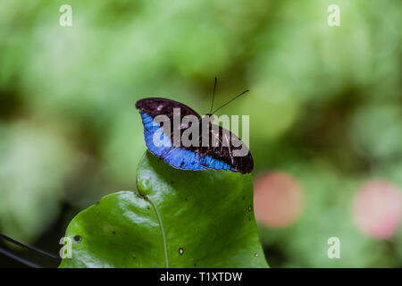 Un maschio Horsfield barone della farfalla (Tanaecia iapis puseda) Foto Stock