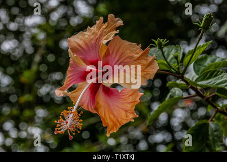 Hibiscus, Malaysia fiore nazionale Foto Stock