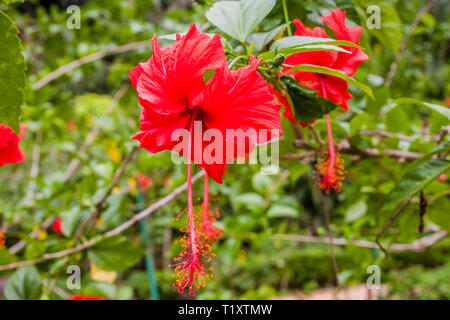 Hibiscus, Malaysia fiore nazionale Foto Stock