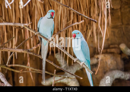 Un colore blu morph delle rose-inanellati parrocchetto (Psittacula krameri manillensis), noto anche come anello a collo di parrocchetto, è una di medie dimensioni a pappagallo Foto Stock