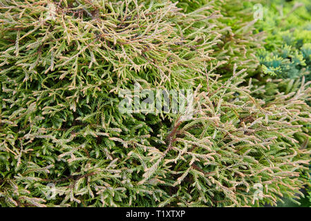 Platycladus orientalis (noto anche come il cinese thuja, arborvitae orientali, Cinese arborvitae, biota o oriental thuja) Foto Stock