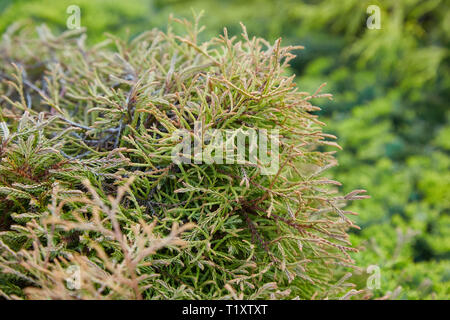 Platycladus orientalis (noto anche come il cinese thuja, arborvitae orientali, Cinese arborvitae, biota o oriental thuja) Foto Stock