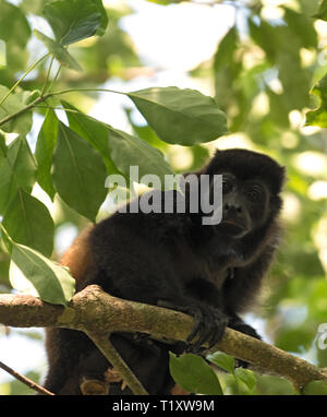 Scimmia urlatrice in una struttura ad albero su un isola nel Golfo di Chiriqui panama Foto Stock