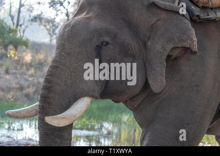 L'elefante Asiatico (Elephas maximus indicus) viene utilizzato in tiger pattuglie in vari indiano Parchi nazionali Foto Stock