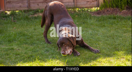 Un marrone/cioccolato/red Labrador Cani giocando in un giardino con la sua palla da tennis Foto Stock