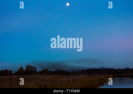 Spettacolare murmuration di storni visualizzare migliaia di uccelli moonlight volo modello cloud prima sono ' appollaiati in una palude REGNO UNITO Foto Stock