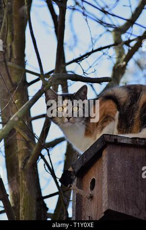 Il gatto è seduto su un Bird Feeder Foto Stock