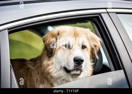 Il cane di andare per un giro in macchina, Winnipeg, Manitoba, Canada. Foto Stock
