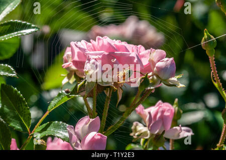 Le rose rosa su una macchia verde in giardino con spider web in Slovenia. Foto Stock